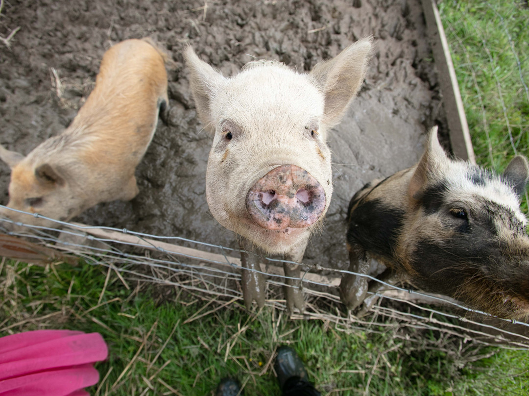 Cwtch Farm Bed and Breakfast主图