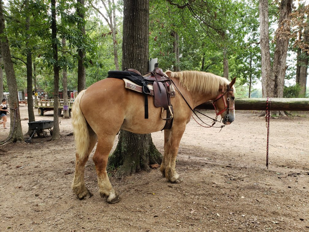 Country Time Equestrian Events-Indian Trail必去景点