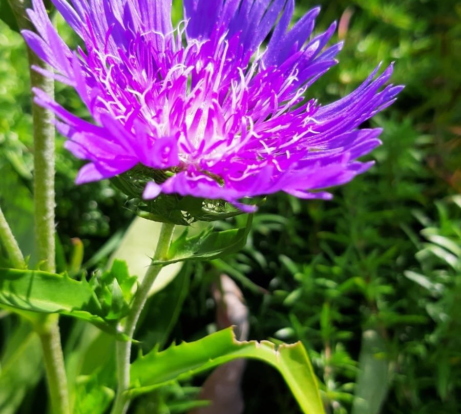 Klosterberggarten-考夫博伊伦市必去景点