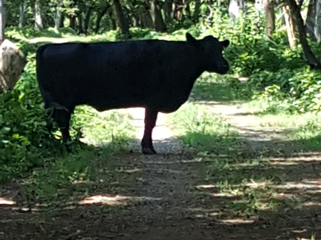 Chessie Nature Trail-列克星敦必去景点