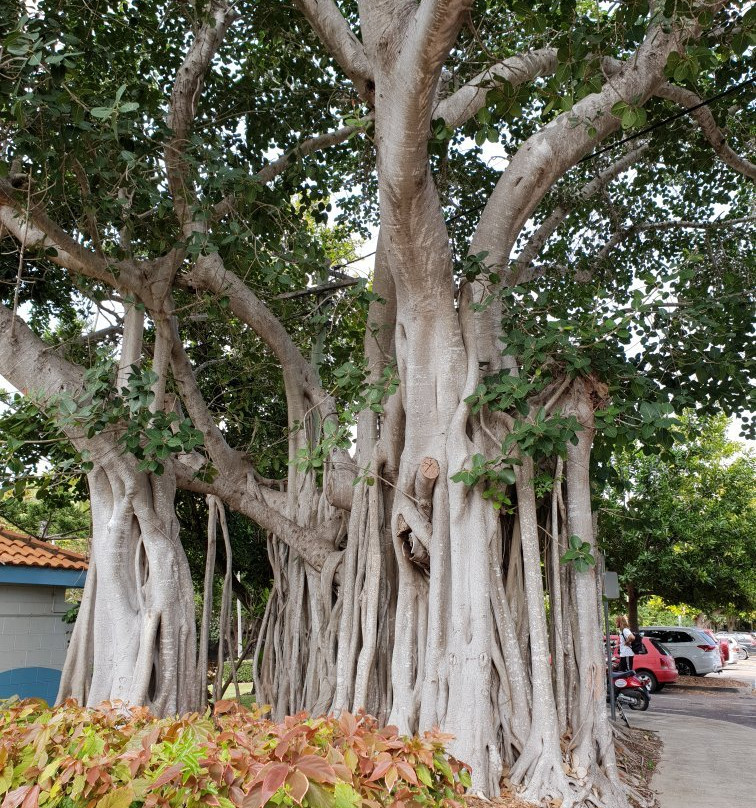 Magnetic Island National Park-Magnetic Island必去景点