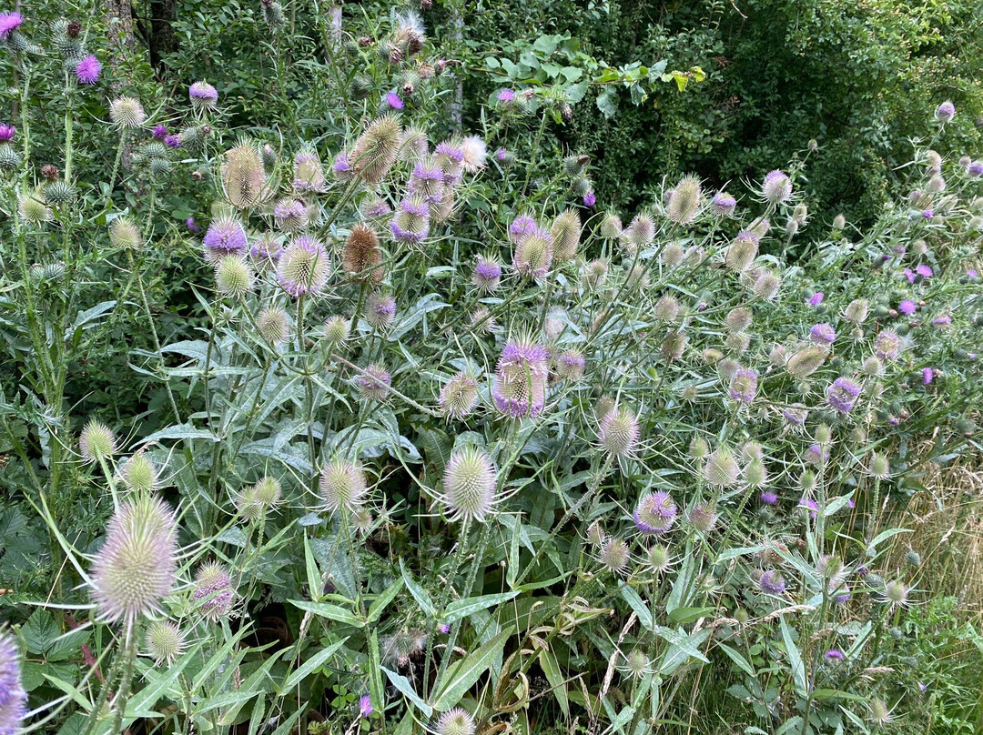 Fosse Meadows Nature Area景点图片