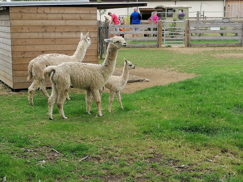 Kinderboerderij De Bollekeshoef-Heist-op-den-Berg必去景点