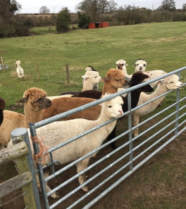 Faerie Tale Alpacas景点图片
