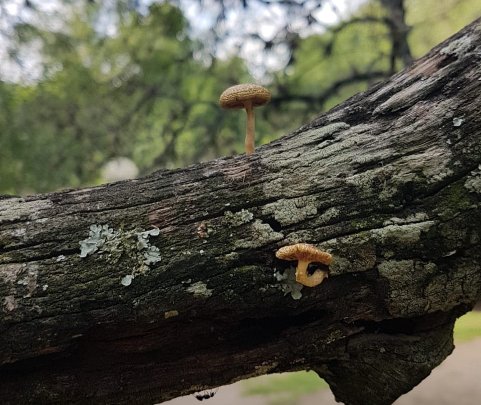 Algarrobo de los Aguero (Algarrobo Abuelo)-梅洛必去景点