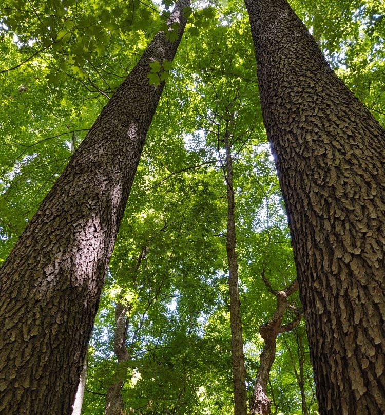 Beaver Lake Nature Center景点图片