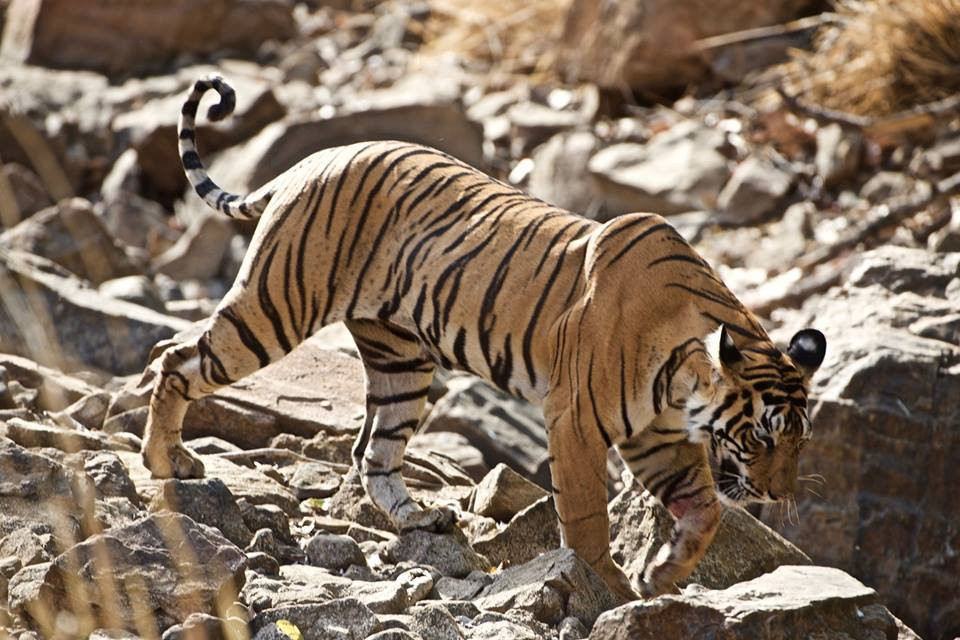 Ranthambhore excursion-瑟瓦伊马托布尔必去景点