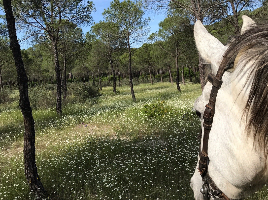 Donana Horse Adventure景点图片