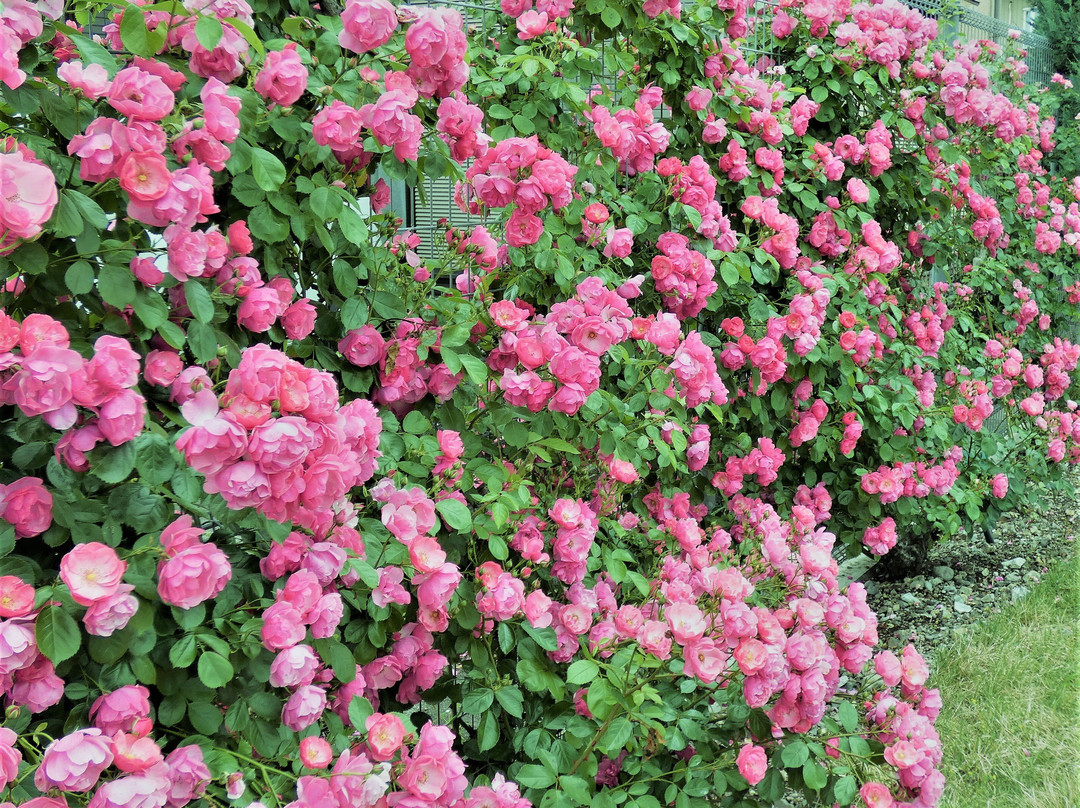 Godo Rose Park-神户町必去景点