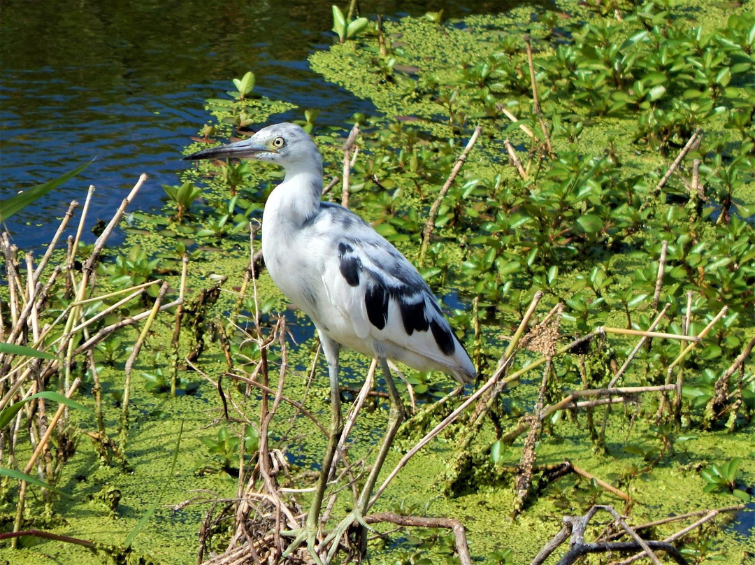 The Celery Fields-萨拉索塔必去景点