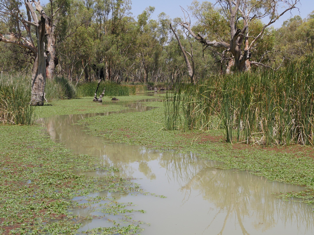 Loch Luna Cruises-Kingston on Murray必去景点
