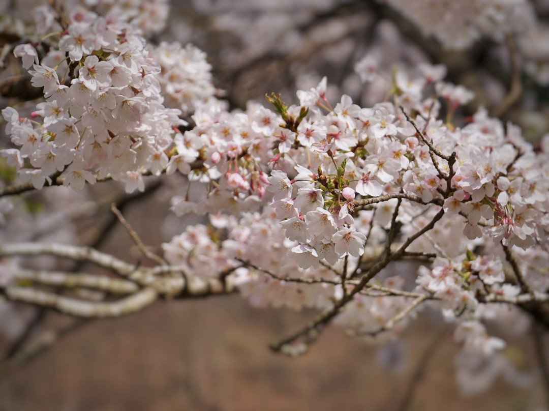 Onzui Lake-肉粟市必去景点