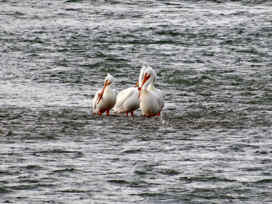 Strathcona Island Park-梅迪辛哈特必去景点