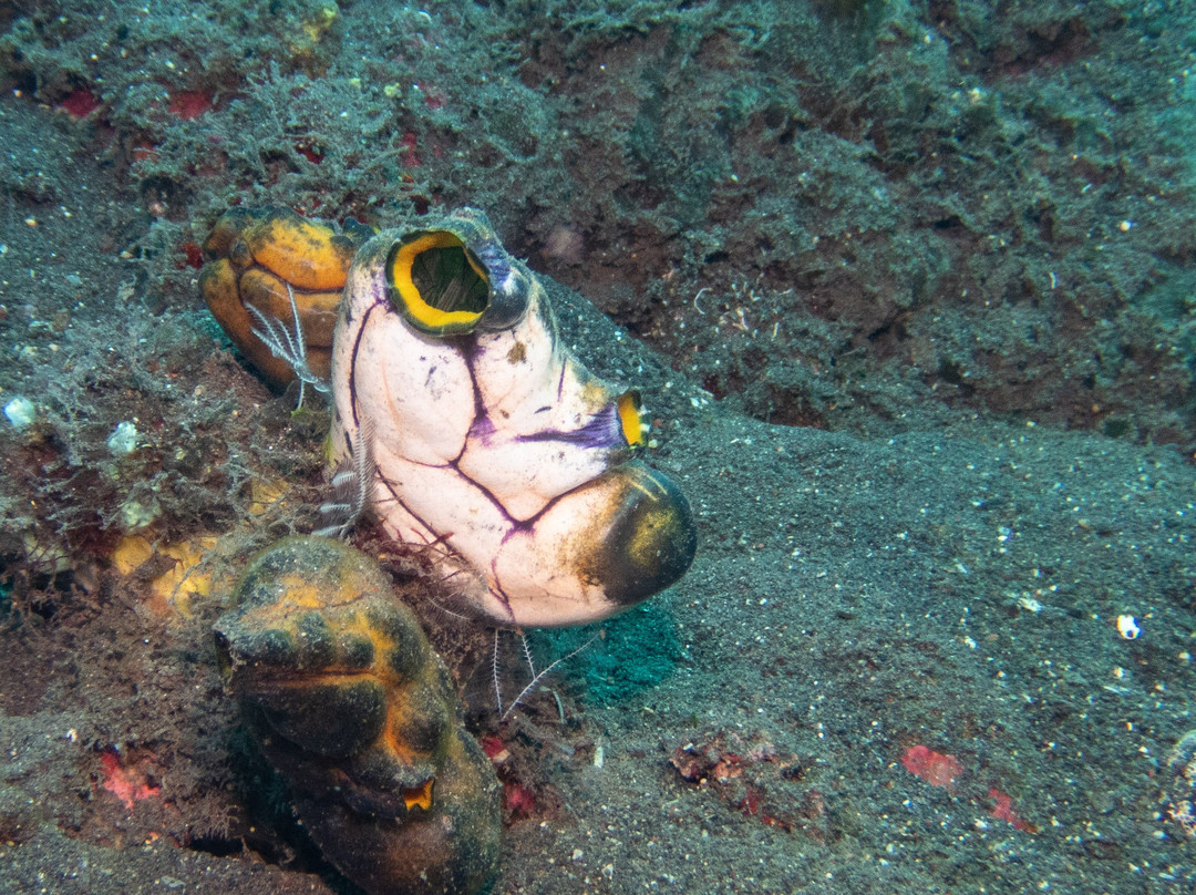 Diving Centers Werner Lau Siddhartha-库布必去景点