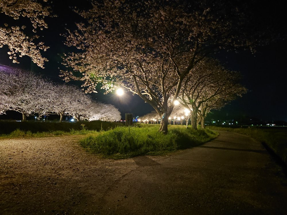 Sakura Trees along Kusaba River景点图片