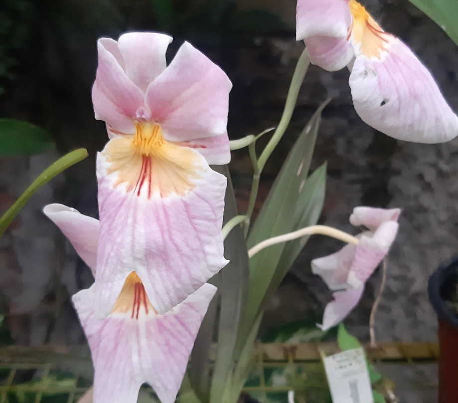 Agro Oriente Viveros-Moyobamba必去景点