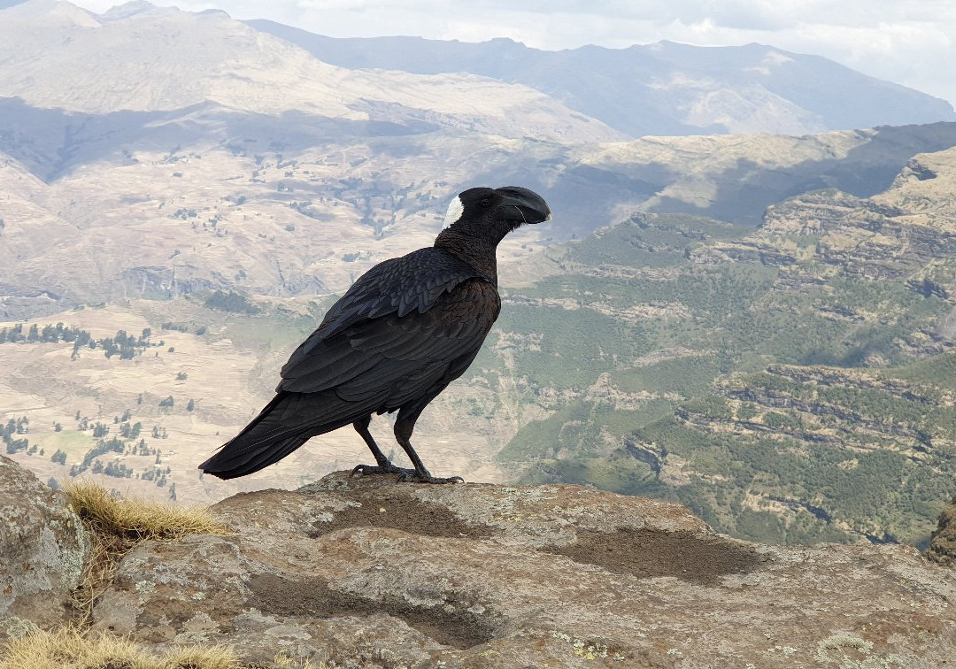 Trek Ethiopia Travel and Tours景点图片