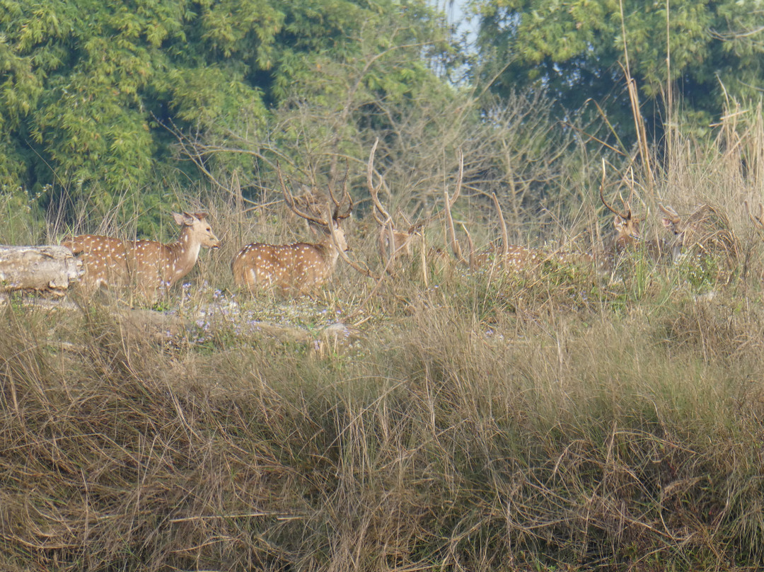 Narayani River-奇旺国家公国必去景点
