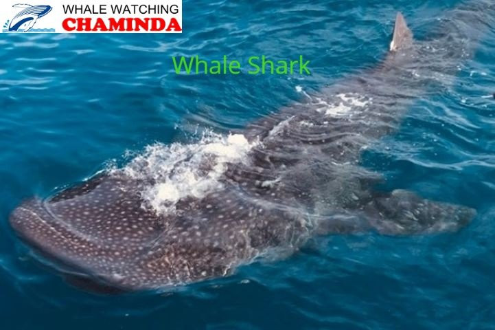 Whale Watching Chaminda-美蕊沙必去景点