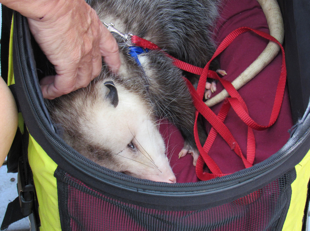 Peace River Wildlife Center-蓬塔戈尔达必去景点