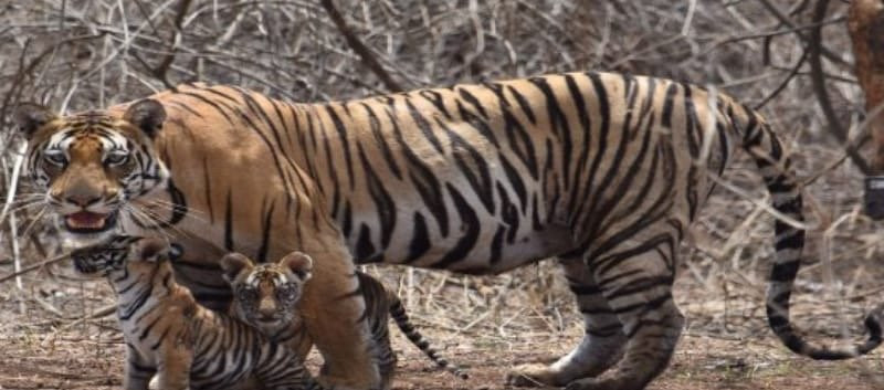 Panna National Park Safari景点图片
