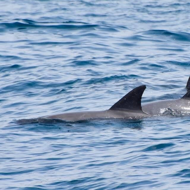 Charlie Claw's-Wasini Island必去景点