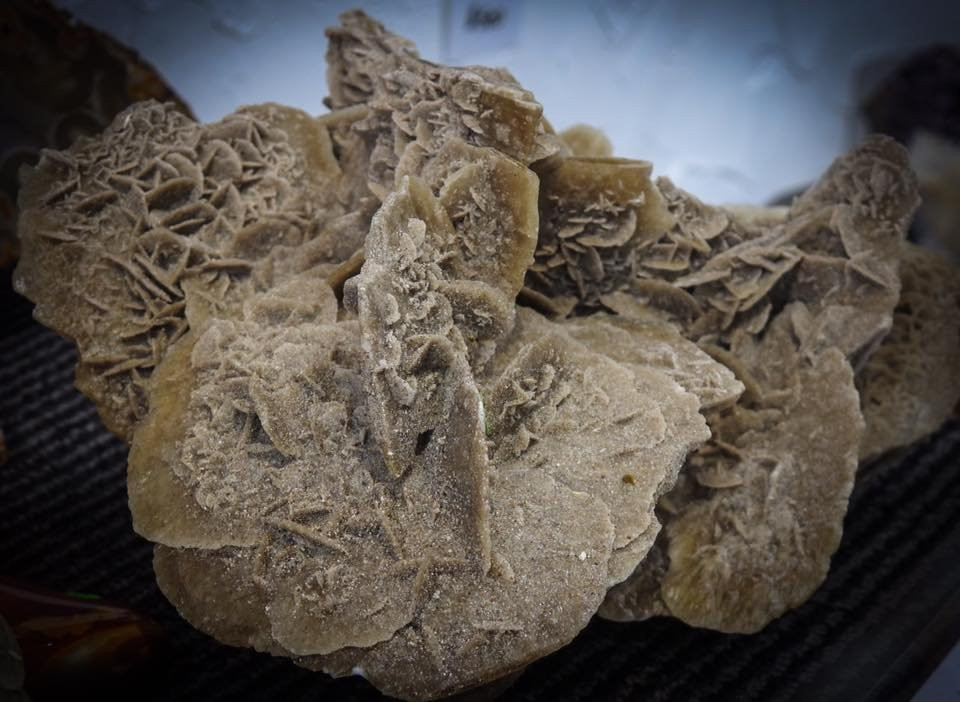 Pineapple Rocks-萨拉索塔必去景点