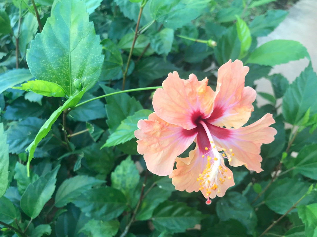 Guanacaste Lodge主图