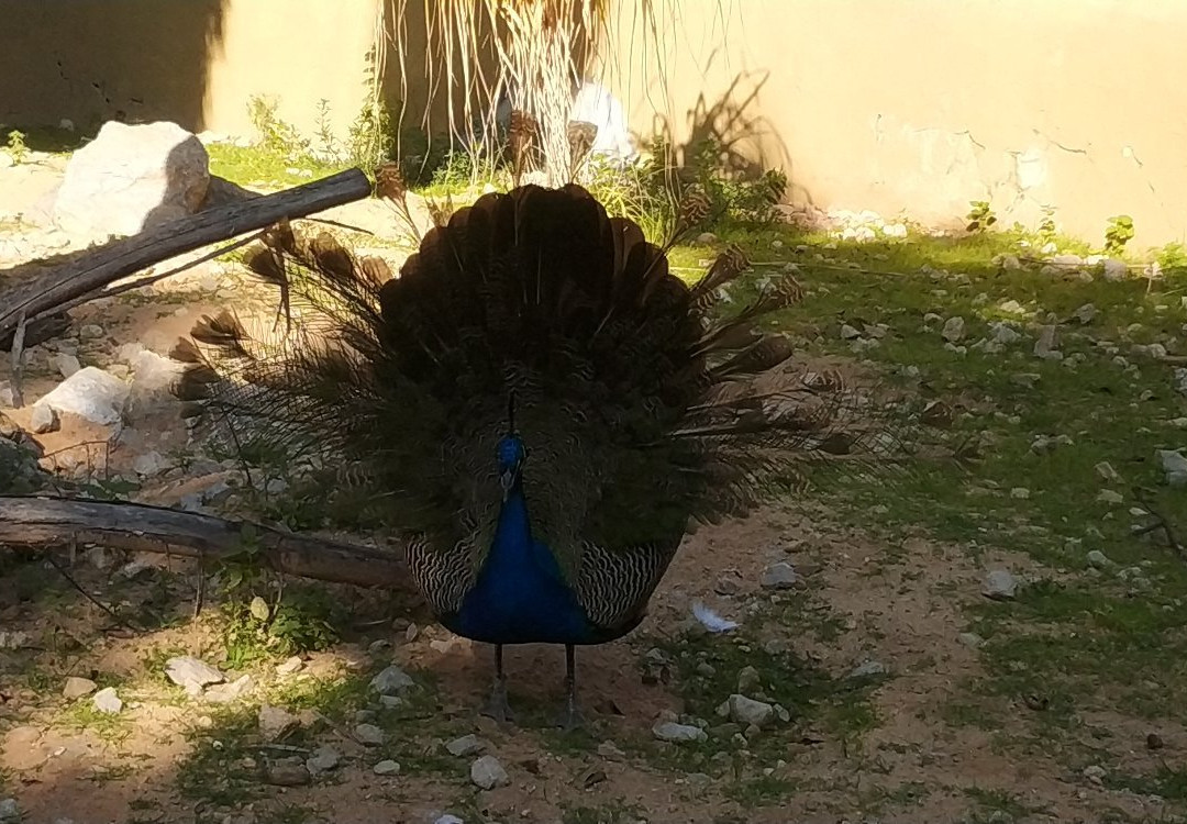 Zoobotanico Jerez景点图片