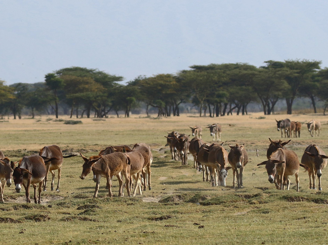 Abidjatta-Shalla National Park景点图片