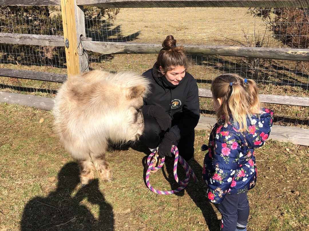 Spirit’s Promise Equine Rescue-Riverhead必去景点