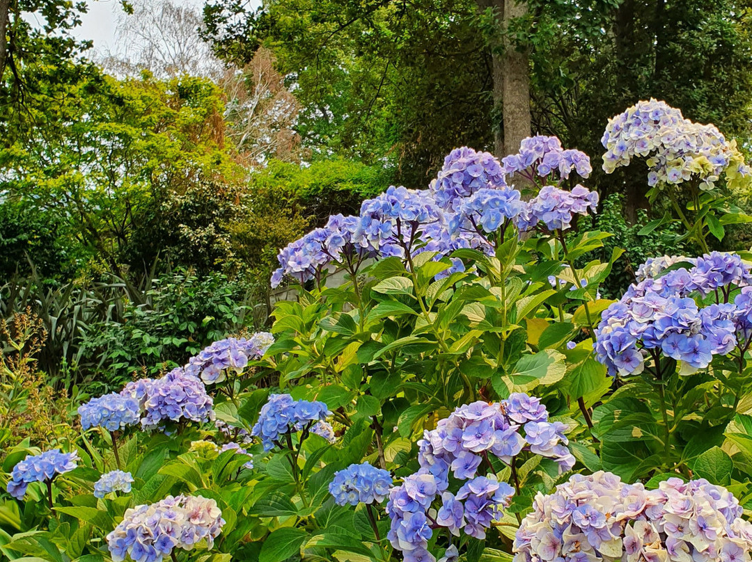 The Foxglove & Co Gardens景点图片
