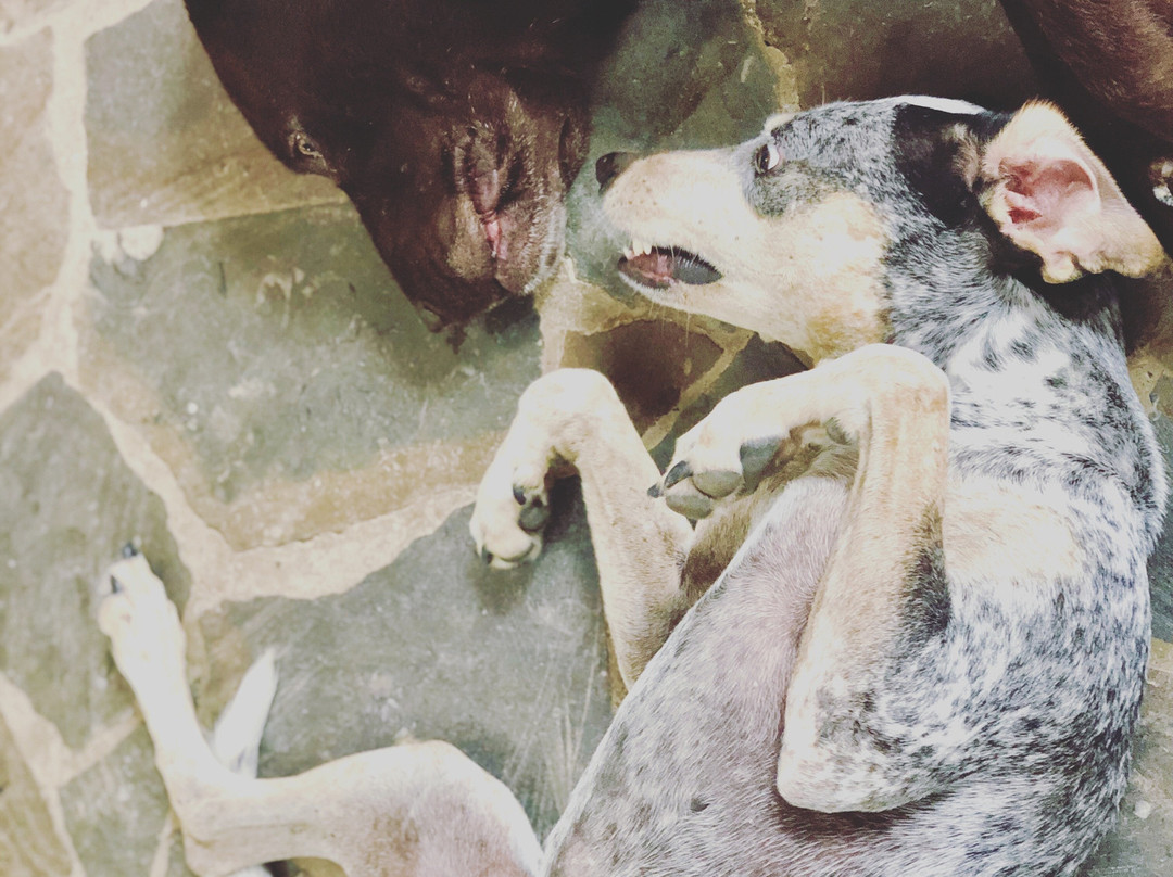 Blue Osa Yoga Retreat and Spa主图