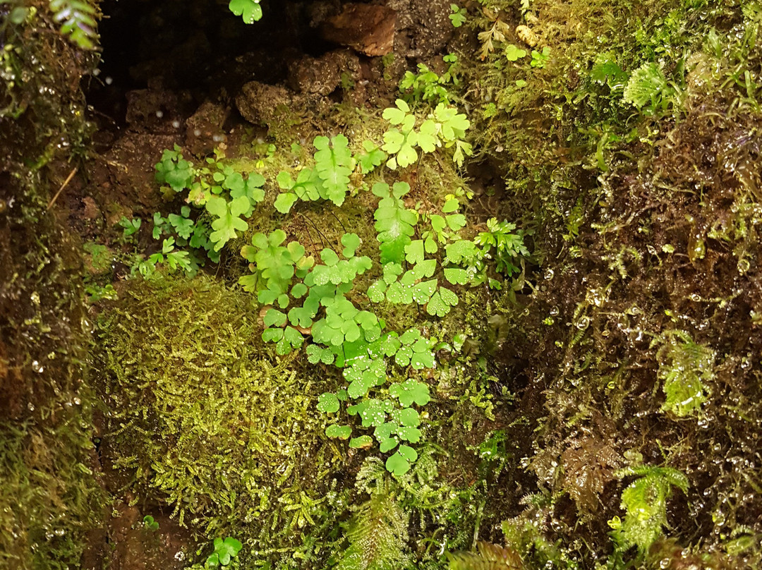 Botanica Whangarei-璜加雷必去景点