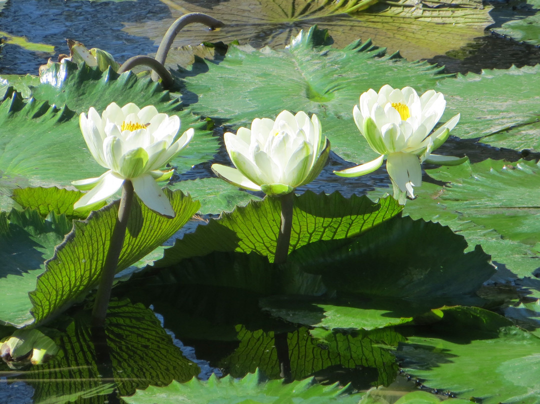 布雷根里基公园-圣安东尼奥市必去景点