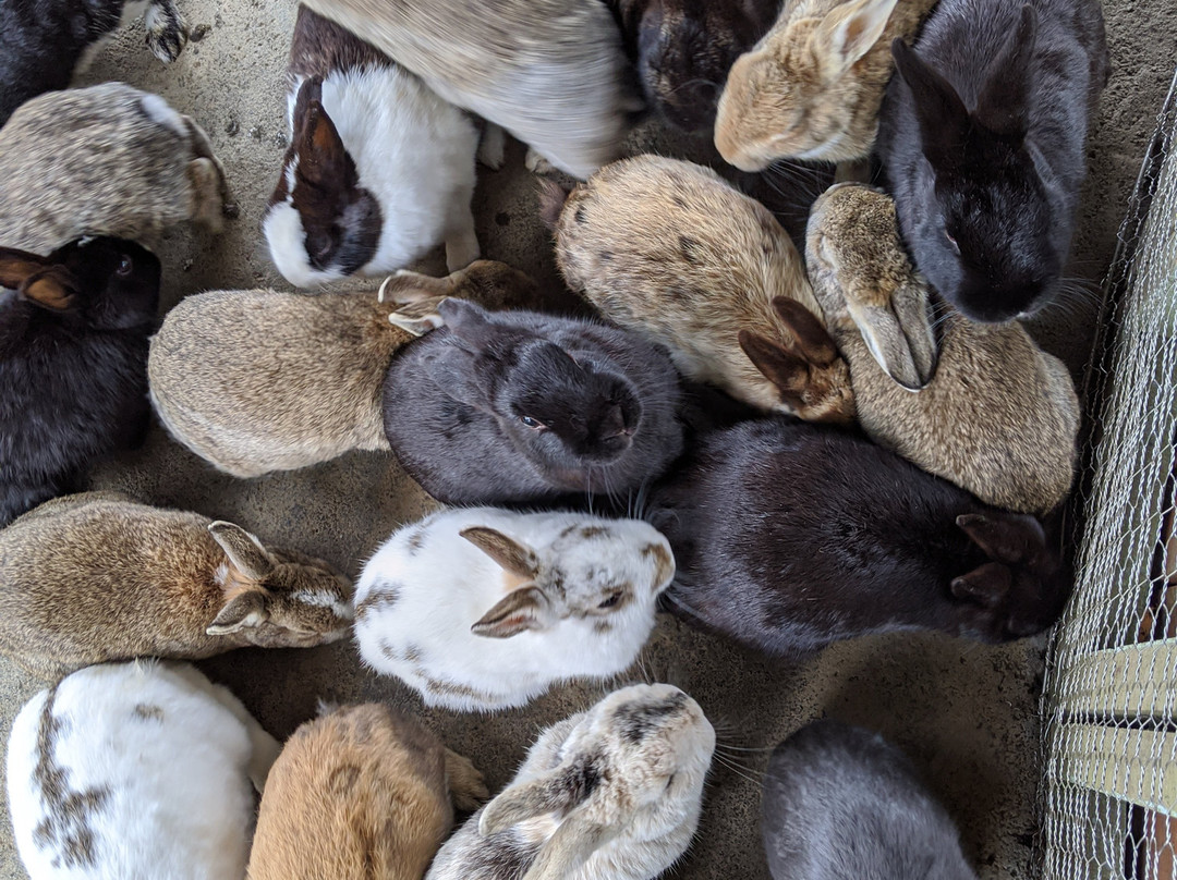 Tsubakihana Garden Squirrel Village-大岛町必去景点