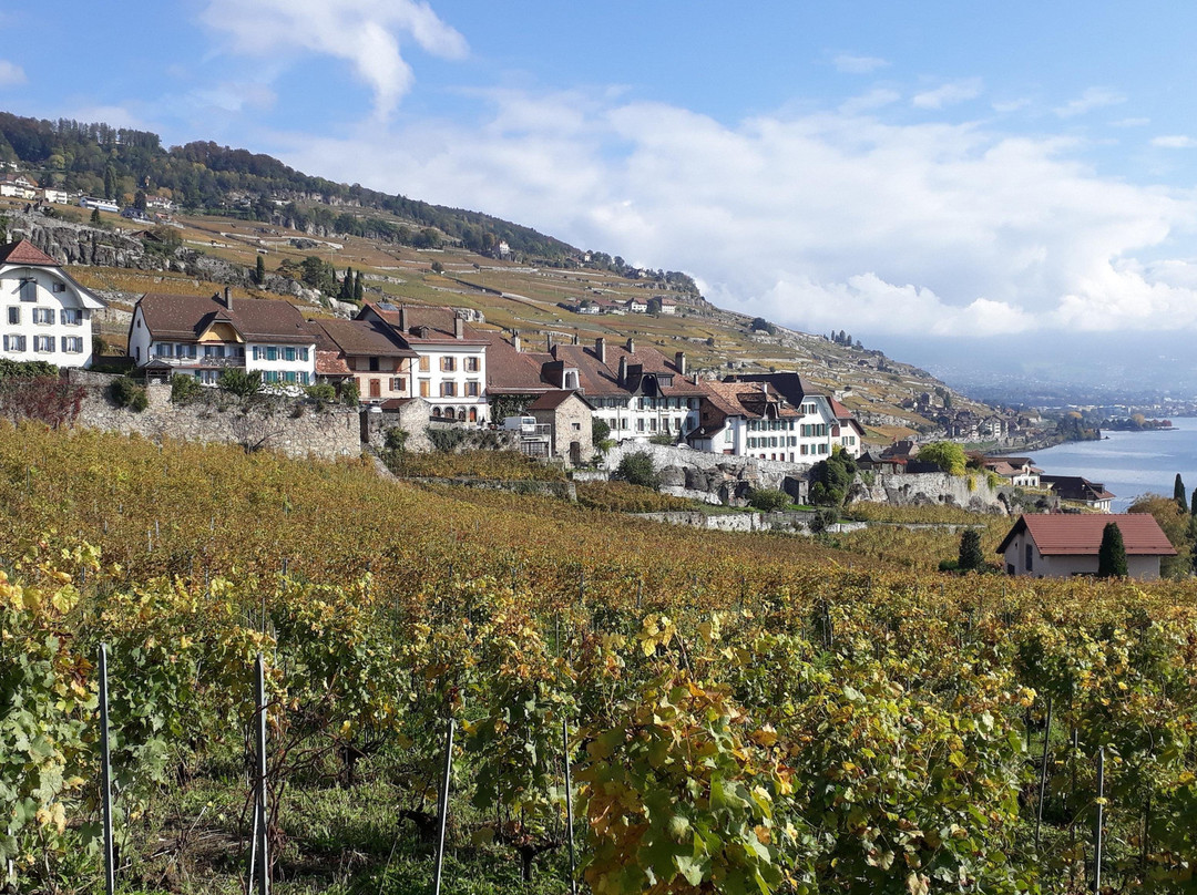 Vinorama Wine Tour, Lavaux景点图片