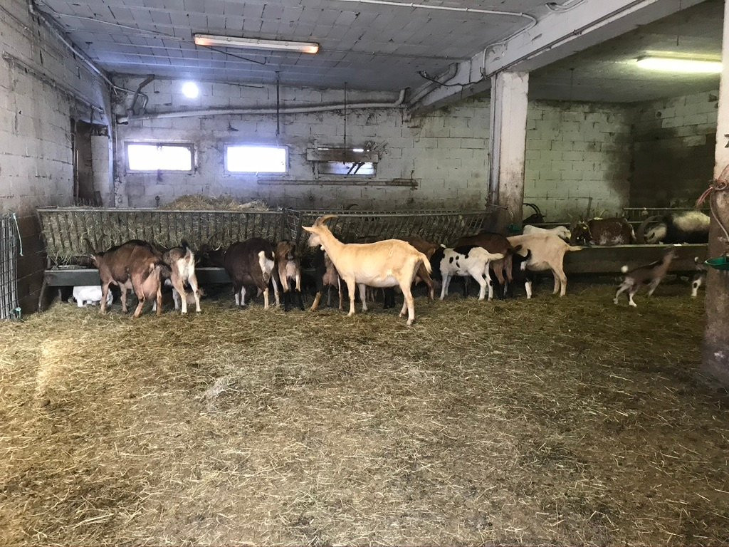 Chèvrerie de Villarenger-圣马丁贝尔维尔必去景点