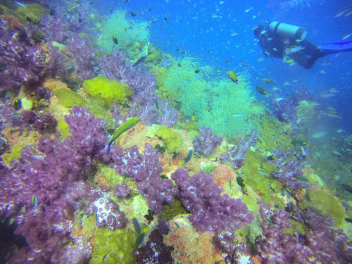 Yongala Dive-Ayr必去景点