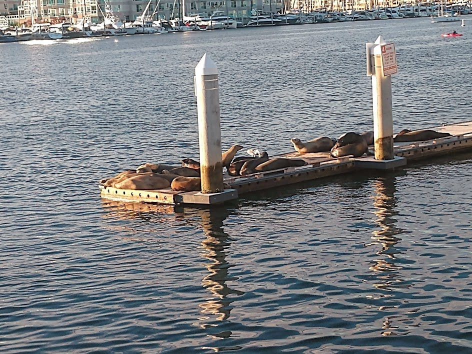 Marina del Rey Harbor-玛丽安德尔湾必去景点