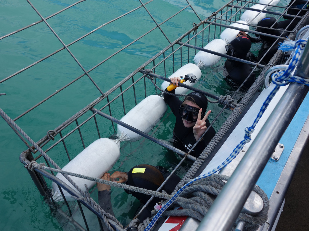 Great White Shark Tours-干斯拜必去景点