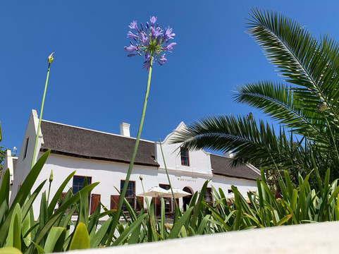 Vine Hopper-斯泰伦博斯必去景点