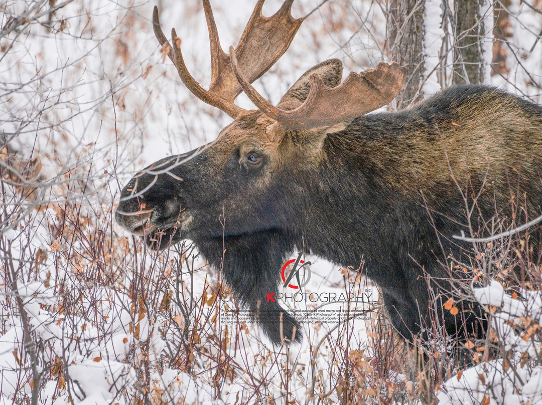 Wild Things of Wyoming景点图片