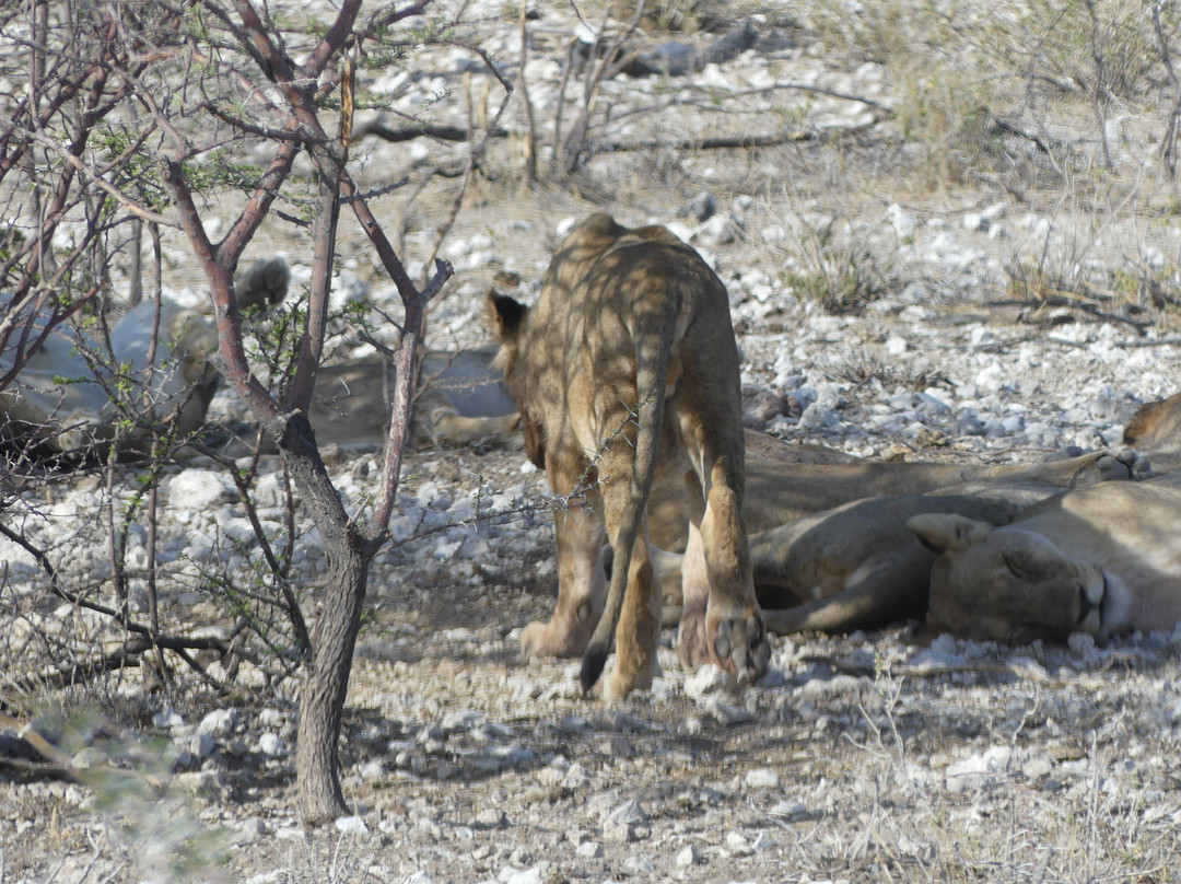 Don Tours & Safaris-温德和克必去景点