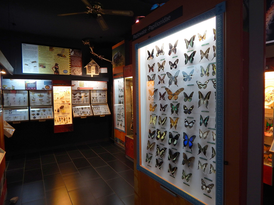 Muzeum Motyli景点图片