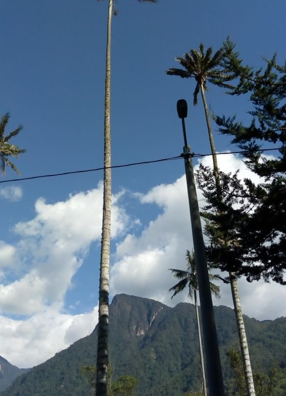 Cocoratours Valle de cocora-萨伦托必去景点