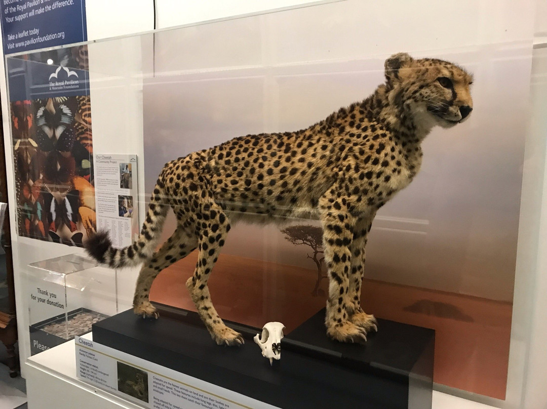 Booth Museum of Natural History-布莱顿必去景点