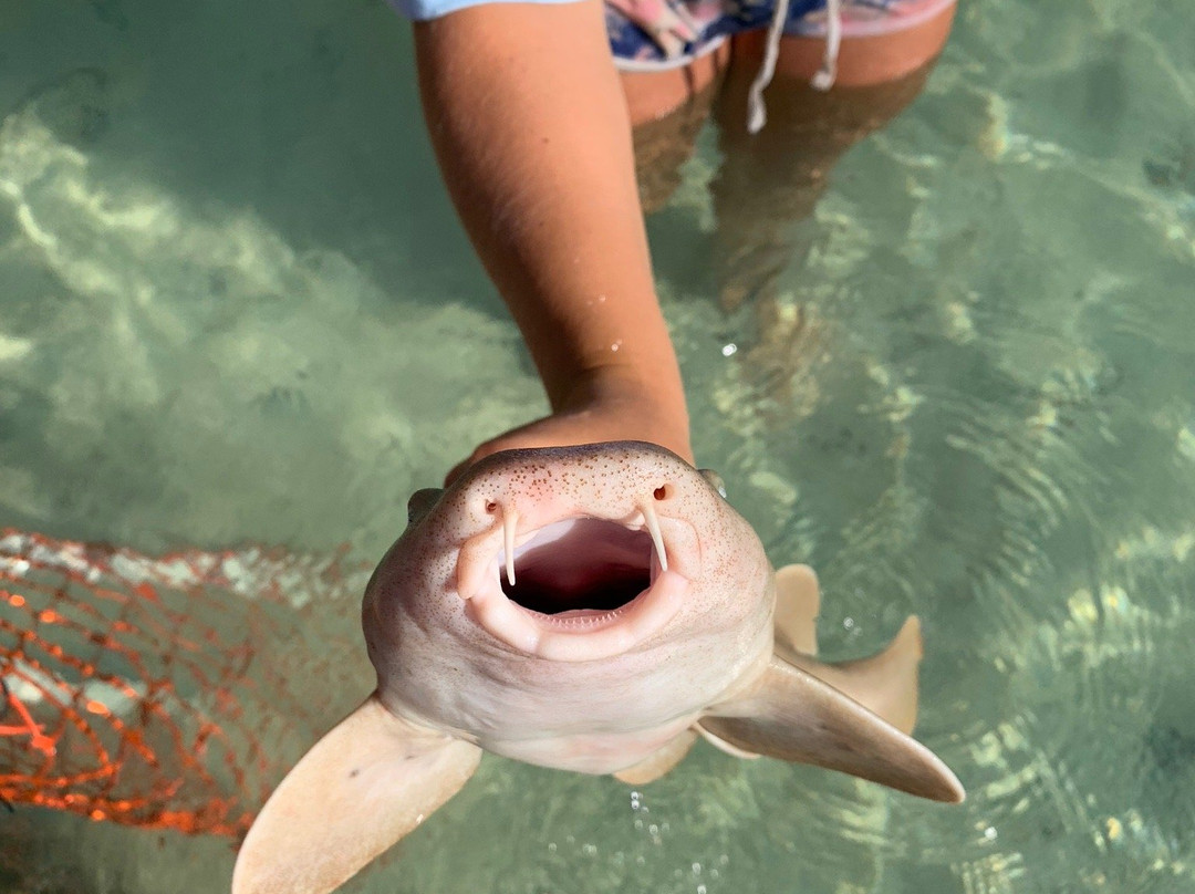 Bimini Biological Field Station Foundation景点图片