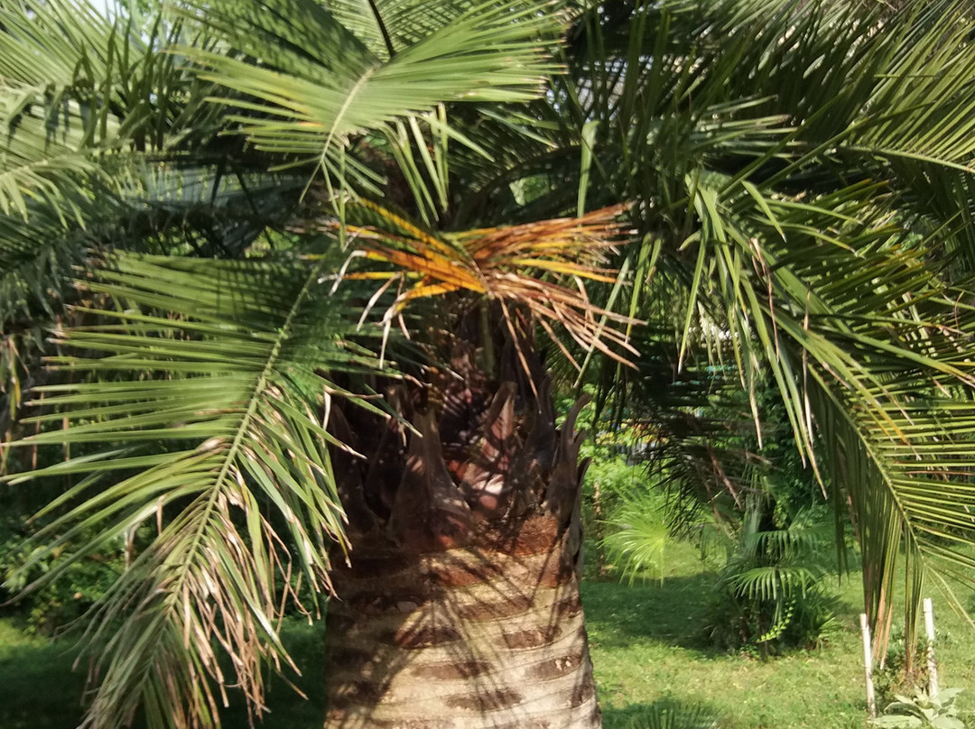 Sukhumi Botanical Garden-Sukhumi必去景点