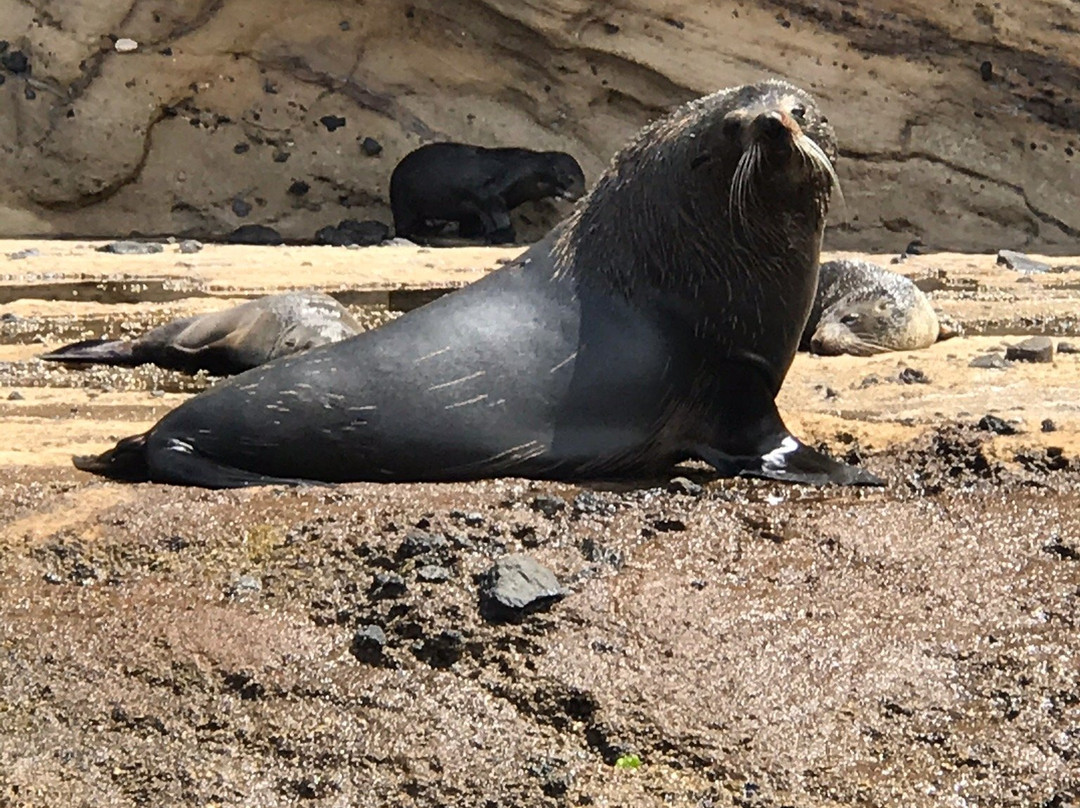 Seals by Sea Tours景点图片